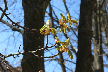 
Young fresh chestnut leaves emerged from buds in spring
