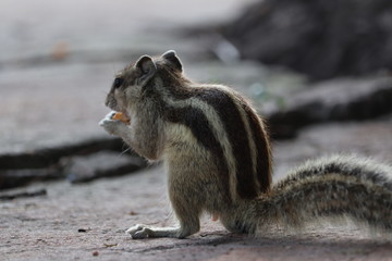 Close up of Small Squirrel Eating Food On The Ground