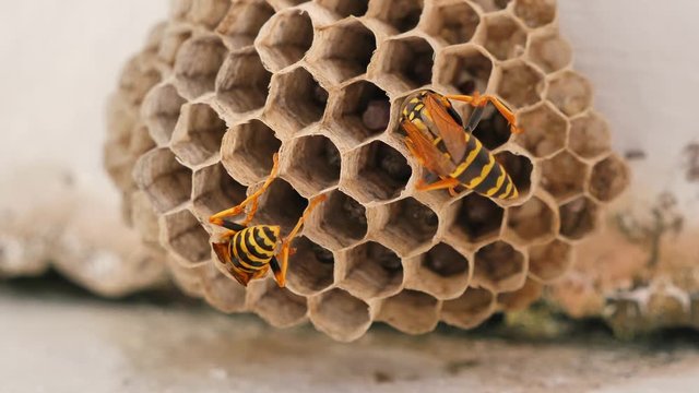 Macro close up of wasps working n vespiary during summer day