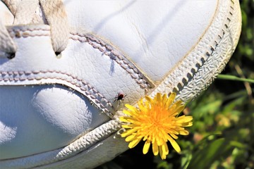 slovakia, yellou , flower , white , footwear, white, baby, shoe, shoes, isolated, clothing, fashion, sport, leather, boot, brown, foot, pair, shoelace, child, object, running, clothes, blue, infant, c