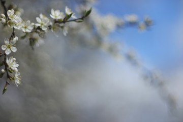 white flowers against blue sky