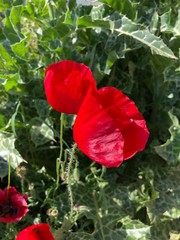 poppies