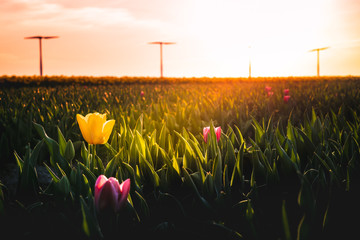 Tulip Field And Windmills In Netherlands At Sunset