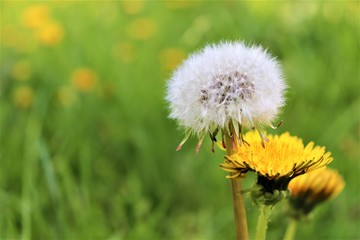 
Carline, 
flowers, nature, castle, white, green, summer, macro, yellov, sun, meadow, slovakia , 
spring, 