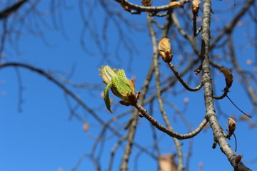
Young fresh chestnut leaves emerged from buds in spring