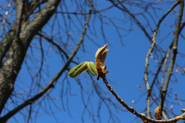 
Young fresh chestnut leaves emerged from buds in spring