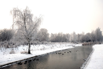 Fototapeta premium ice-free stream among snow-covered banks