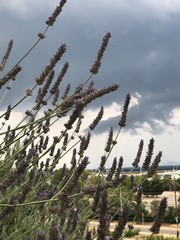 lavender in the garden