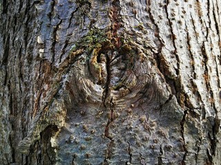Wood bark background with natural cracked texture. Tree bark pattern. Natural surface for dark rough theme background.