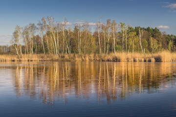 spring trees and a lake overgrown with reed