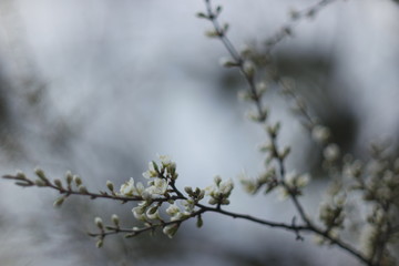 white spring flowers 