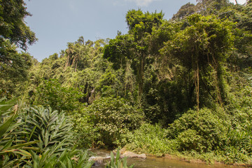 Fototapeta na wymiar Jungle in Tanzania, Africa, on a sunny day