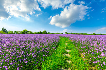 Fototapeta na wymiar Purple lavender blooming in the spring garden.