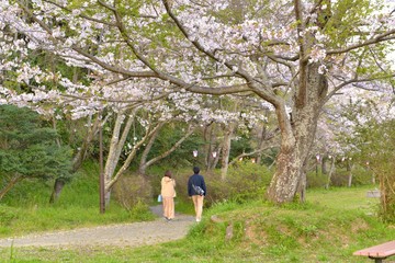 桜咲く日本の風景