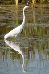 Great Egrets