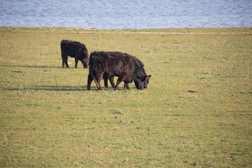 Galloway cattle in the pasture on the floodplains of the river Maas near Alphen, Gelderland
