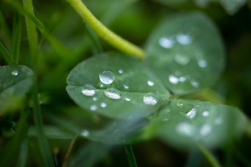 Water drop leaf dew green morning day sun