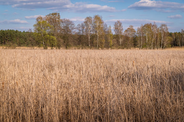 spring trees and a lake overgrown with reed
