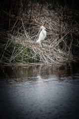Snowy Egret