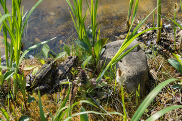 Two large picturesque frogs Rana ridibunda on shore of garden pond. Close-up. One frog sits on another. Natural habitat. Early spring in landscaped garden.