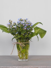 Floral background.Spring tender blue forget-me-not flowers in a glass on a gray wooden table.