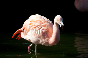 Flamingo