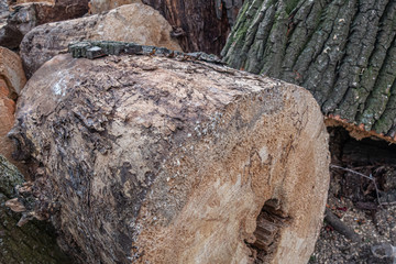 sawn old trees on the ground in the yard