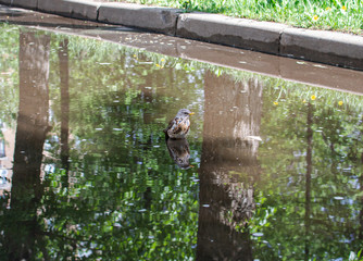 Throstle bathes in a puddle. Song birds flew to nesting place in Moscow