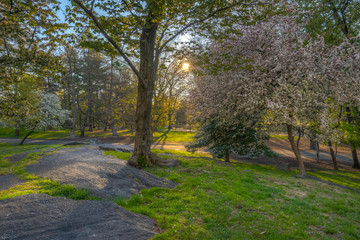 Fototapeta na wymiar Central Park in spring