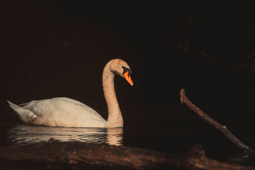 swan swims in the lake