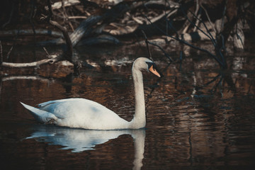 swan swims in the lake