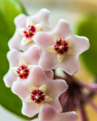 Close up of star shaped white pink flowers of Hoya carnosa or porcelain flower or wax plant. Common...