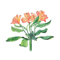 Botanical watercolor illustration of alstroemeria flowers isolated on white background with description. Vector