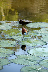 African Jacana on lily pads, Kruger National Park, South Africa