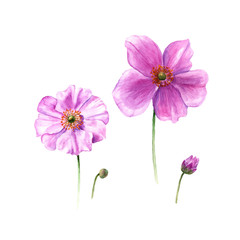 Watercolor anemone flowers and buds. Hand drawn single flower isolated on white background. Botany illustration