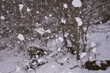 Obraz premium dense snowflakes falling in the forest