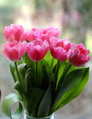 spring tulips in a vase 