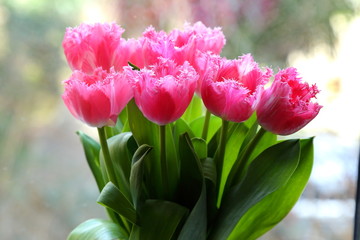 spring tulips in a vase 