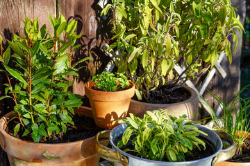 Frische Kräuter im Garten Salbei und Lorbeer