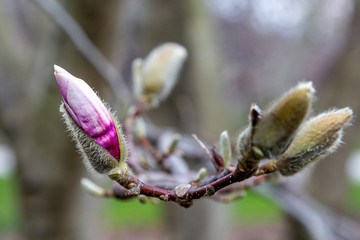 Magnolia Buds