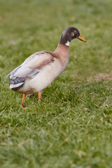 Brown Indian runner duck in the grass