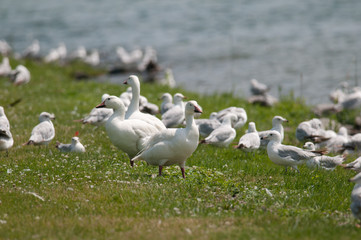 Snow Geese