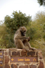 Chacma Baboon sitting on sign wall grooming, Kruger National Park, South Africa