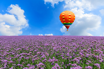 Purple lavender field and yellow hot air balloon on a sunny day.