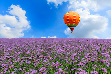 Fototapeta premium Purple lavender field and yellow hot air balloon on a sunny day.
