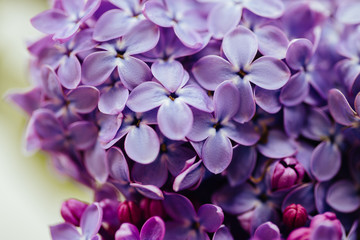 Spring flowering lilac. Macro shot of lilac flowers.