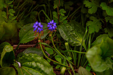 Подорожник