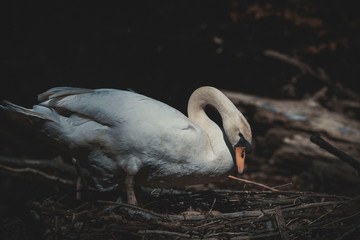 swan sits in the nest