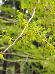 若葉をつけた銀杏の木