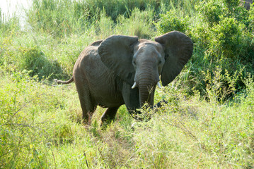 Fototapeta premium Elephant flapping ears, Kruger National Park, South Africa